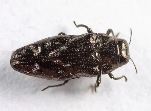 Taphrocerus nicolayi
