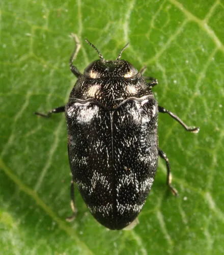 Trachys minutus