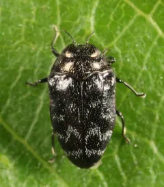 Trachys minutus thumbnail 1