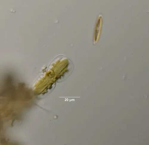 Entomoneis ornata