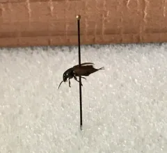 Tawny-backed Harp Ground Beetle thumbnail 3