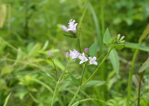 summer bluet