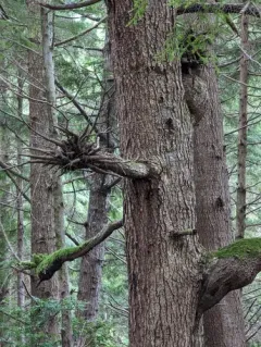 Hemlock Dwarf-mistletoe thumbnail 4