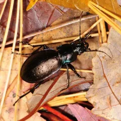 Bronze Ground Beetle thumbnail 4