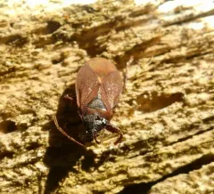 Pinecone Bug thumbnail 2