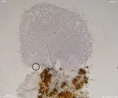 Trichobolus zukalii thumbnail 2