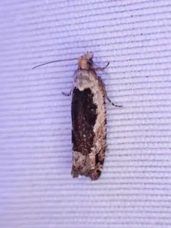Epinotia emarginana thumbnail 2