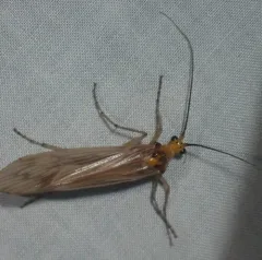 Argus Northern Caddisfly thumbnail 3