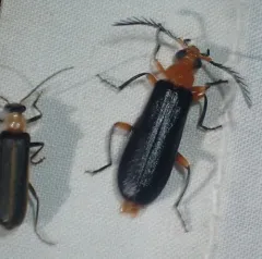 Thighed Fire-colored Beetle thumbnail 2