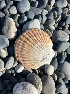 weathervane scallop thumbnail 2