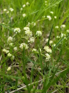 Leiberg's umbrellawort thumbnail 2