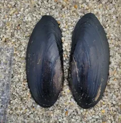 Black Sandshell thumbnail 4