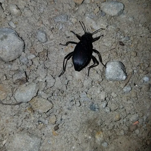 Rough-lipped Darkling Beetle