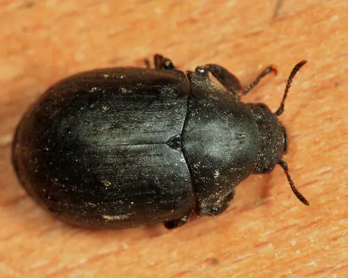 Byrrhus americanus