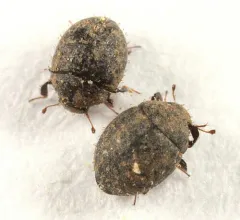 Chaetophora spinosa thumbnail 2