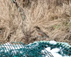 Redwing thumbnail 2