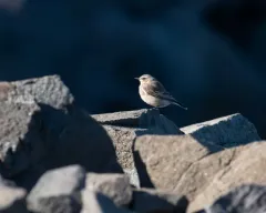 Northern Wheatear thumbnail 2