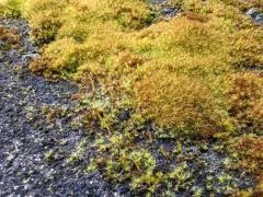 Soft-tufted Beard-moss thumbnail 2
