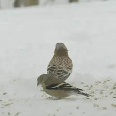 Gray-crowned Rosy-Finch thumbnail 4