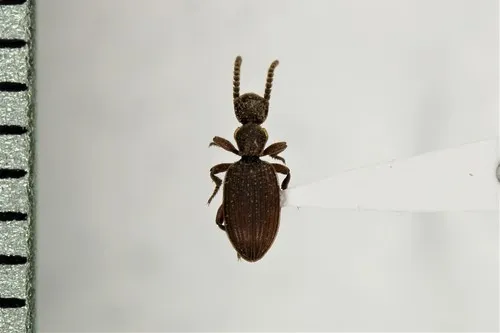 Araeoschizus airmeti