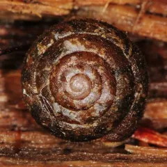 Upland Pillsnail thumbnail 4