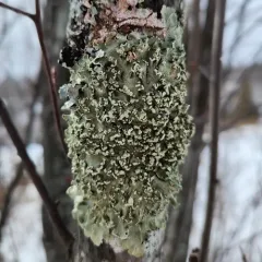 Powder-edged Speckled Greenshield thumbnail 3