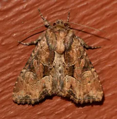 Oblique Brocade Moth thumbnail 4