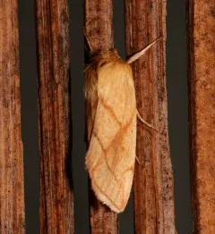 V-lined Quaker thumbnail 3