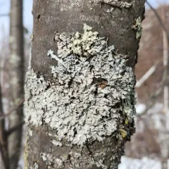 Moondust Speckled Lichen thumbnail 4