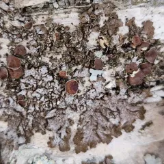 Spotted Camouflage Lichen thumbnail 4