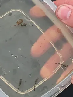 Branchinecta cornigera thumbnail 3