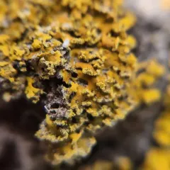 Bare-bottomed Sunburst Lichen thumbnail 3