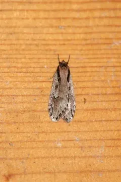Semioscopis mcdunnoughi thumbnail 2