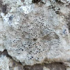 Black-eye Lichen thumbnail 4