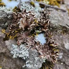 concentric pelt lichen thumbnail 3