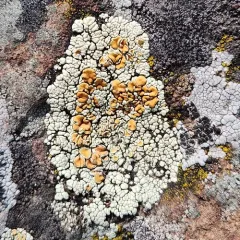 Scattered Rock-posy Lichen thumbnail 3