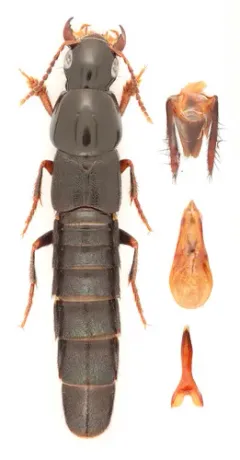 Quedius molochinus thumbnail 2
