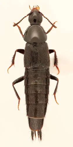Acylophorus pratensis