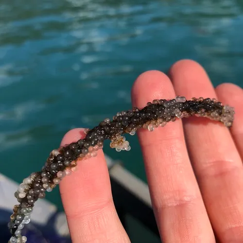 Pacific Herring
