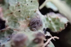 Arthophacopsis parmeliarum thumbnail 2