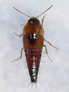Tachyporus elegans thumbnail 1