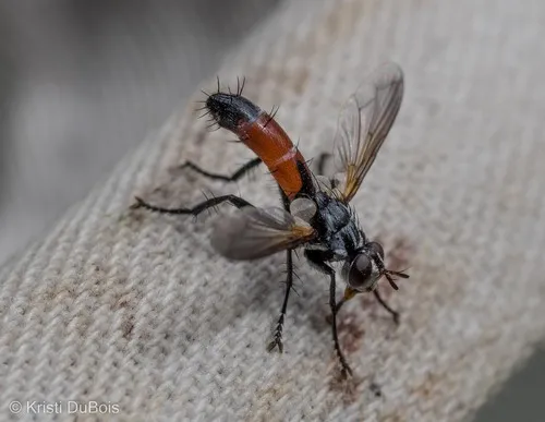 Cylindromyia intermedia