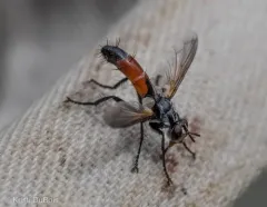 Cylindromyia intermedia thumbnail 1
