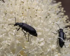 Epicauta pruinosa thumbnail 2