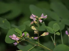 shrub lespedeza thumbnail 4