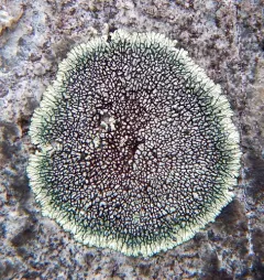 Golden Moonglow Lichen thumbnail 4