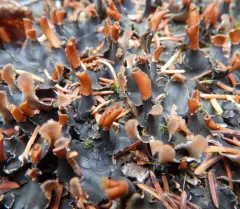 many-fruited pelt lichen thumbnail 1