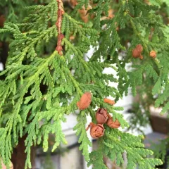 northern whitecedar thumbnail 2