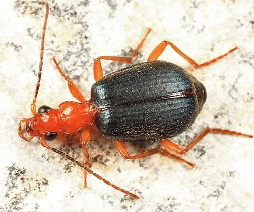 Medial Bombardier Beetle
