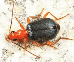 Medial Bombardier Beetle thumbnail 1